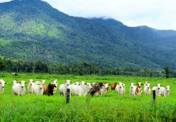 Desempenho exportador das carnes em outubro de 2020